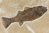 Fossil Fish (Phareodus & Mioplosus) Plate - Wyoming #144006-1